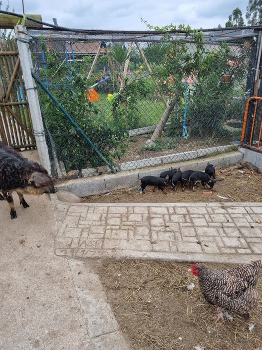 Porco mangalitsa puros ou porco ovelha