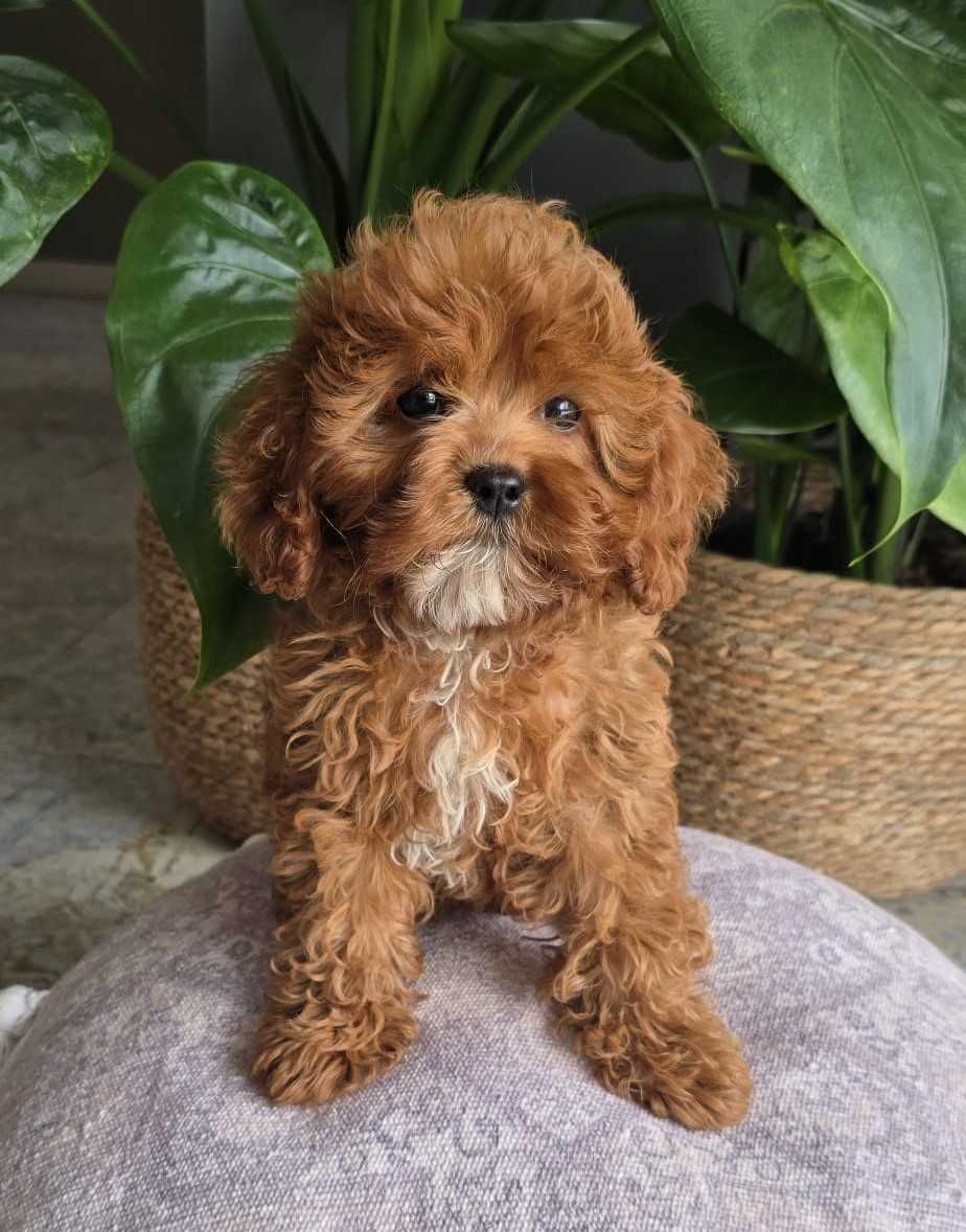 Cavapoo dziewczynka