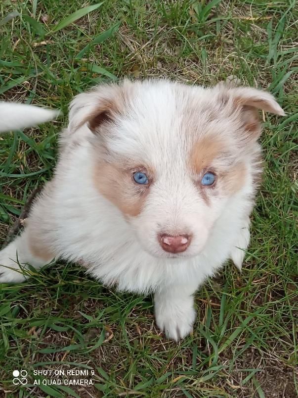 Border collie Red merle tricolor piesek