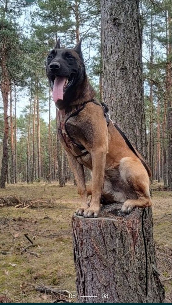 Owczarek belgijski malinois