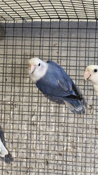 Agapornis roseicollis