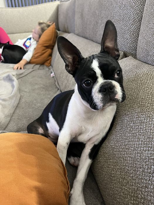 Boston Terrier suczka FCI ZKwP