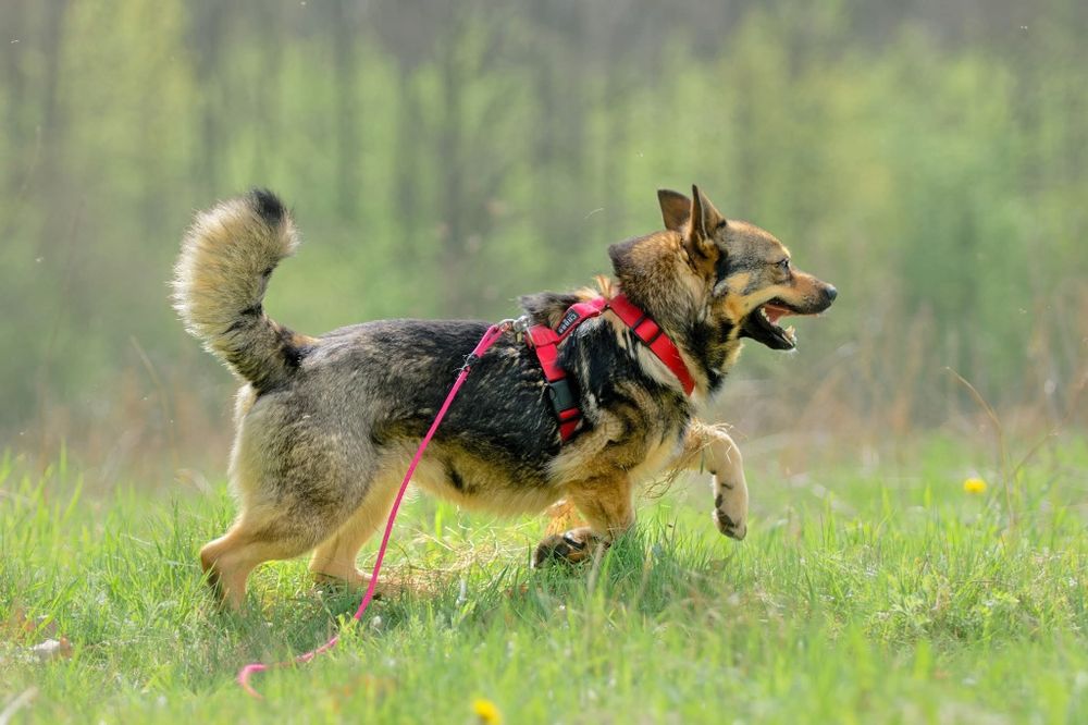 Łajka, mloda niezależna sunia