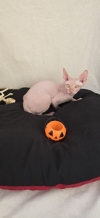 Gatinho Sphynx Macho