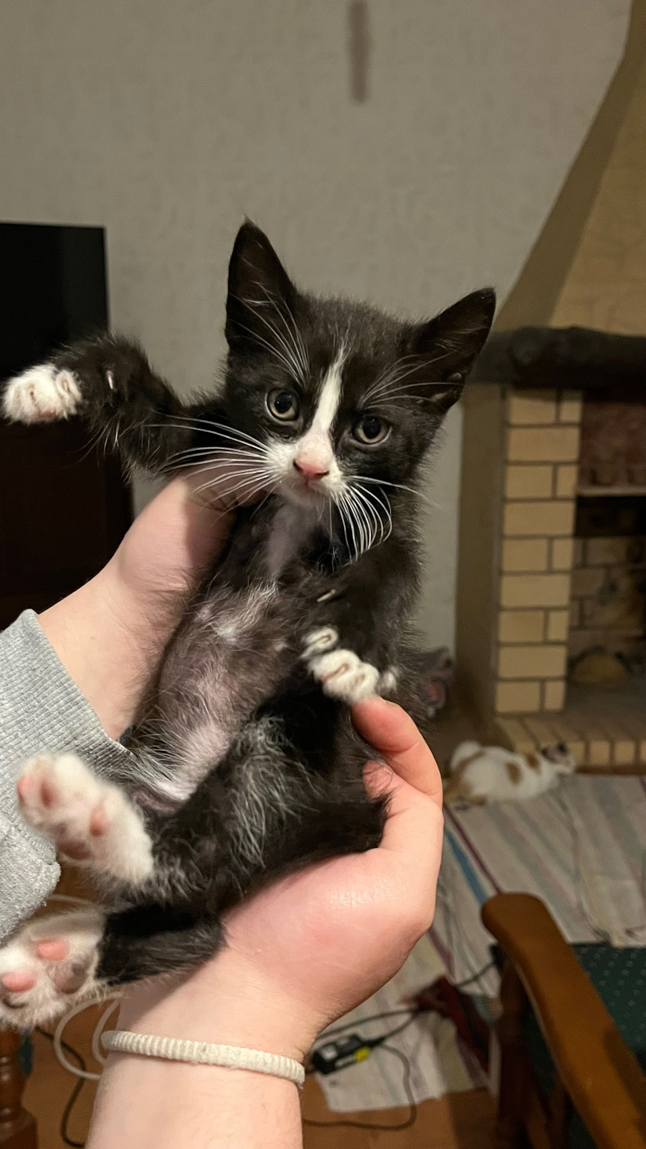 Gatinhos para adoção