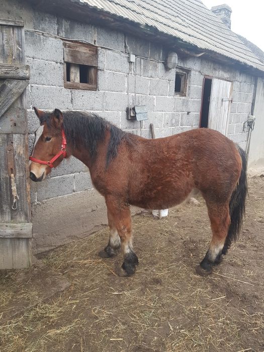 Źrebak ogier 16 miesięcy