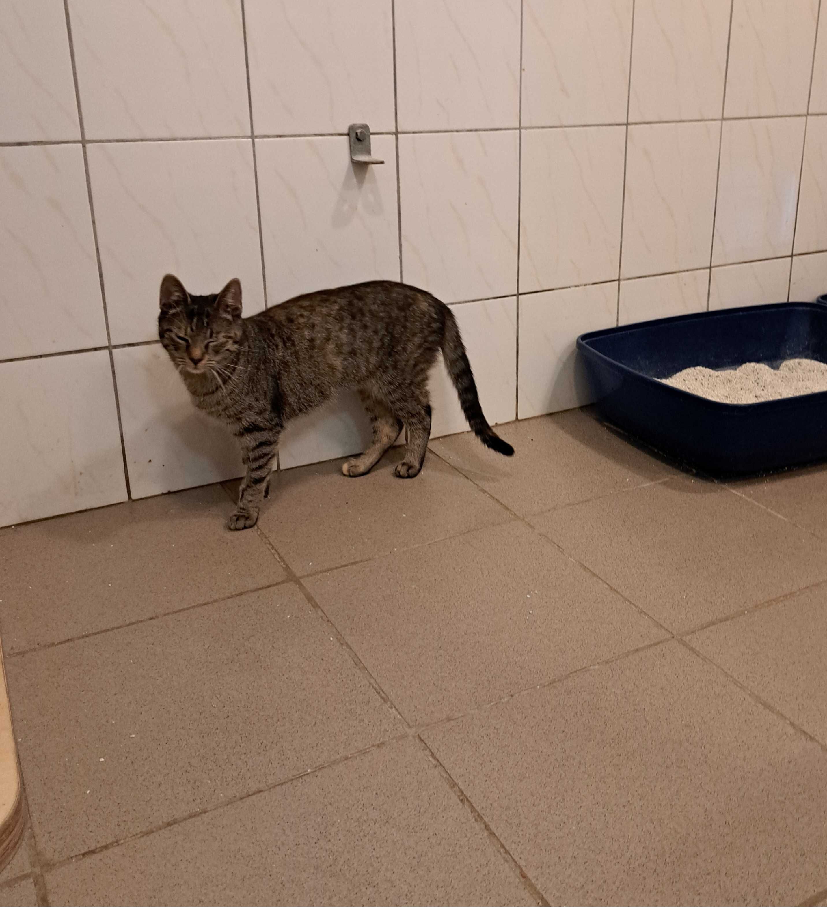 Zina i Zita - prawie całe życie za kratami częstochowskiego schroniska