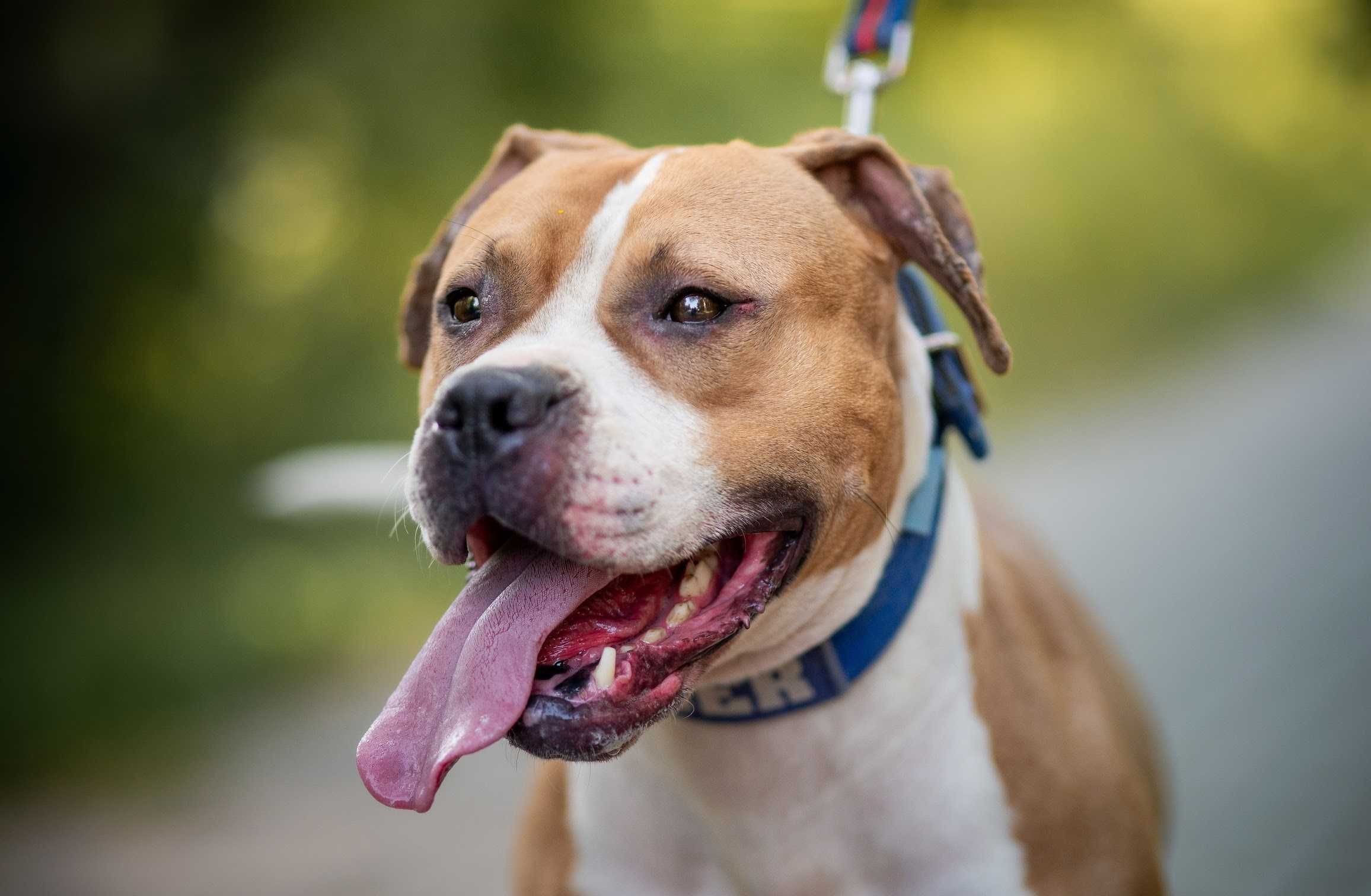 Piękny pitbull szuka domu! Ginger do adopcji