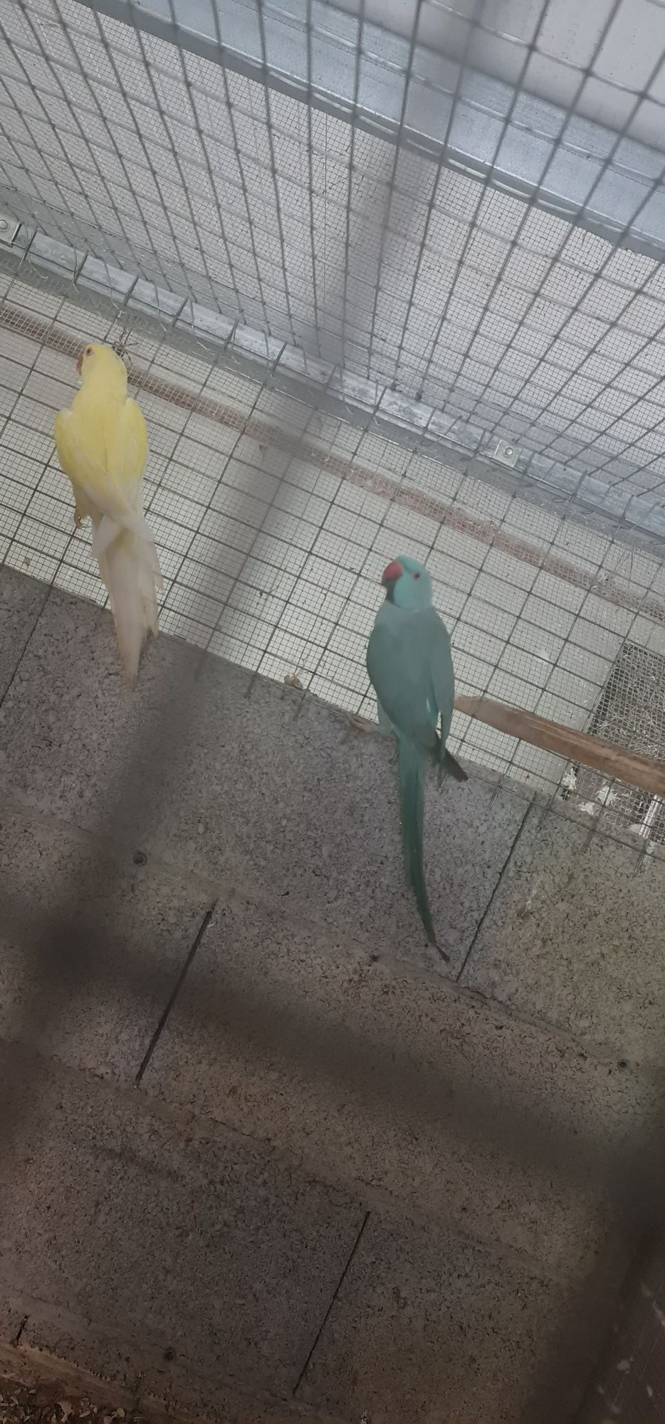 Varias tipos de aves