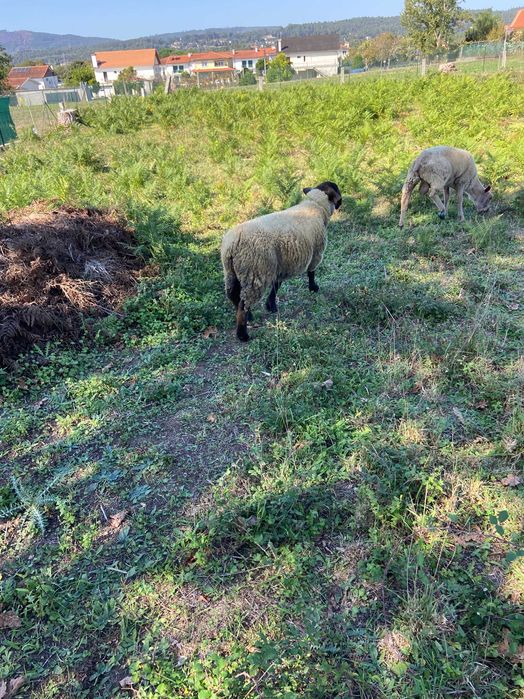 Vendo anho suffolk de 8 meses e um anho charolles de 7 meses(carneiro)