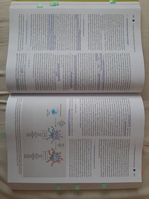 Immunologia Gołąb 8 wydanie