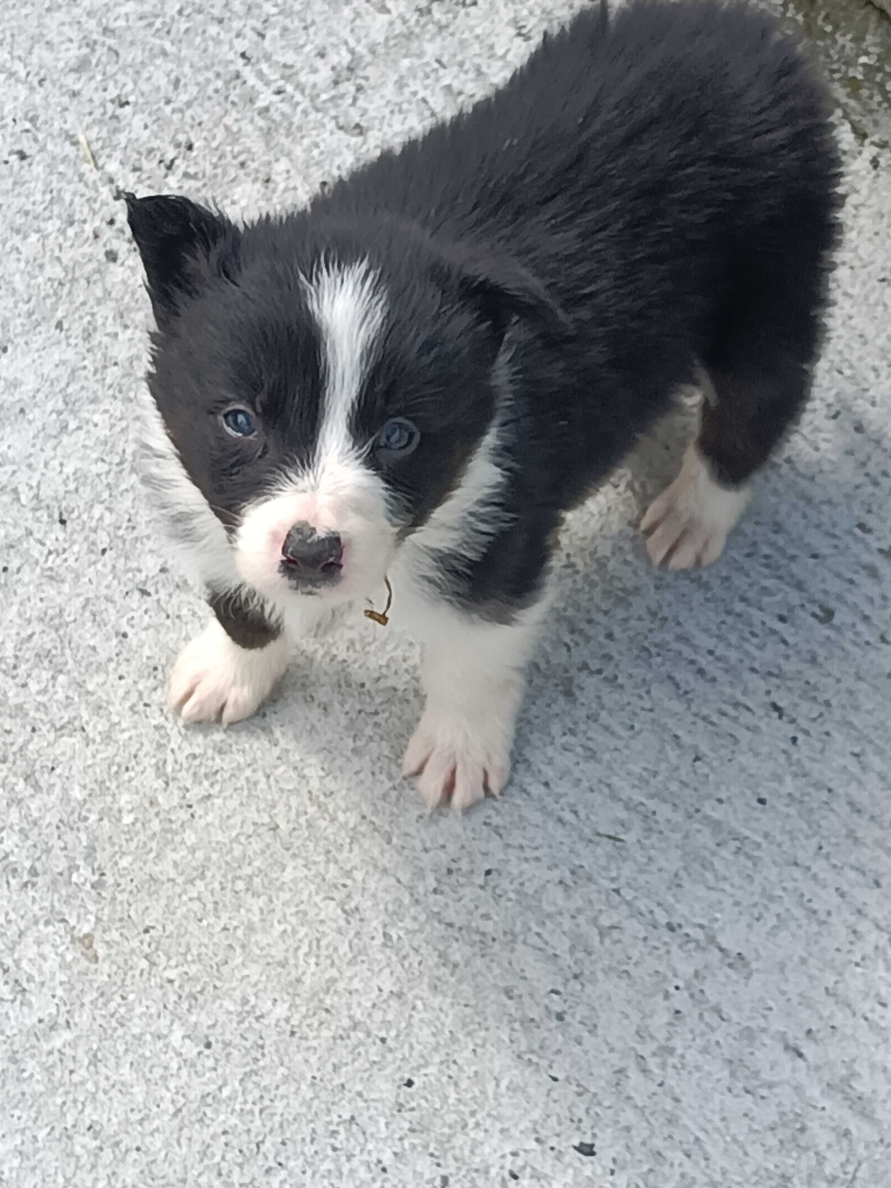 Border Collie -czarno-białe