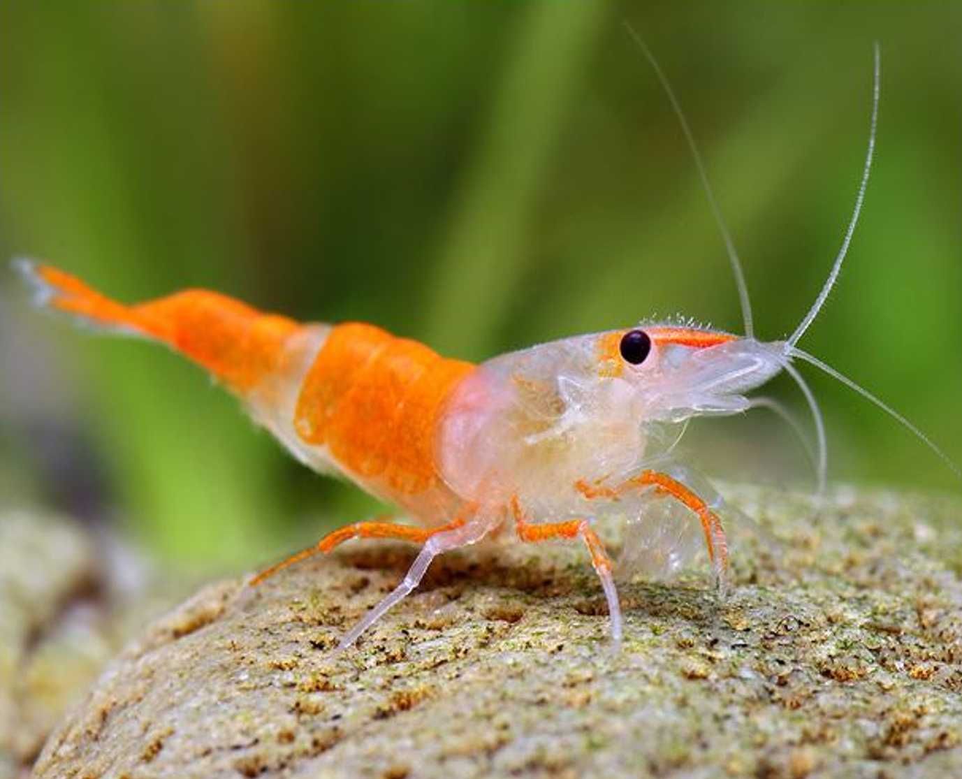 Krewetka ORANGE RILI - Neocaridina - Caridina - dowóz, wysyłka