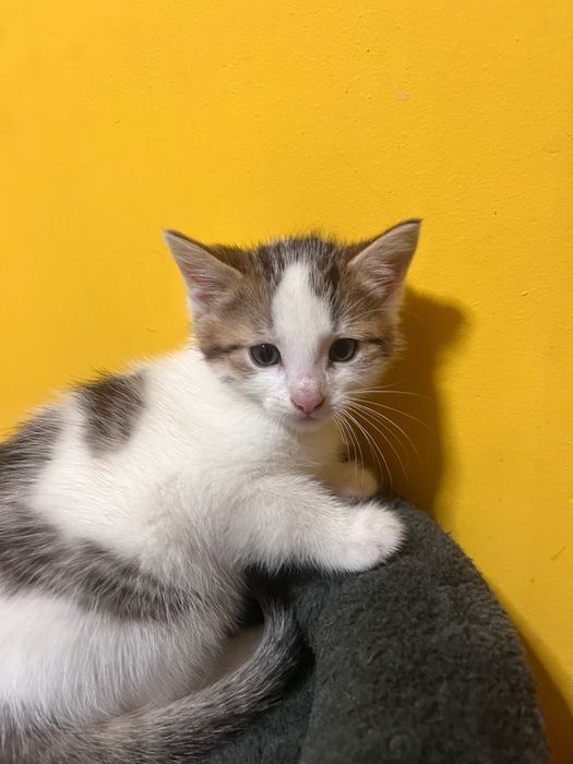 kotki do adopcji