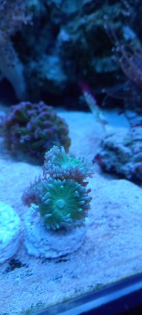 Duncanopsammia koral Morskie Dunka