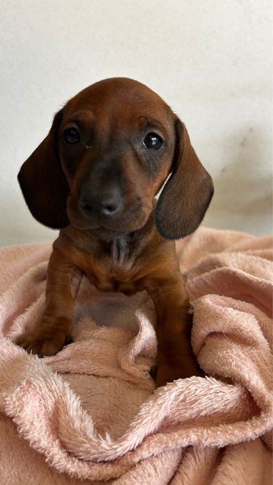 Teckel macho disponivel ministura