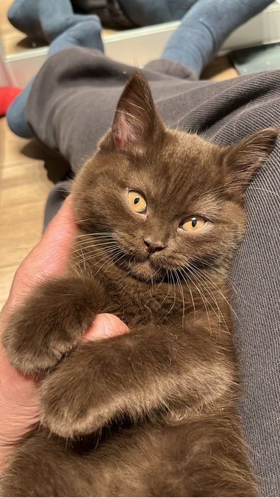 Kot brytyjski krótkowłosy