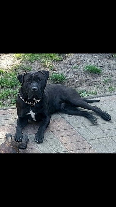 samiec w typie bandoga, mix molos/ttb