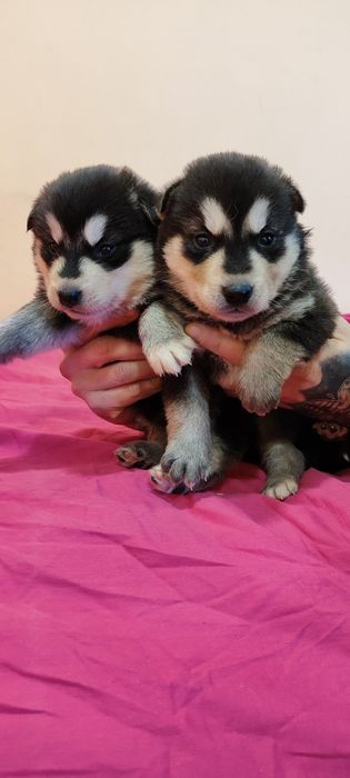 Аляскинский маламут