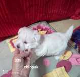 West highland white terrier szczeniaczek