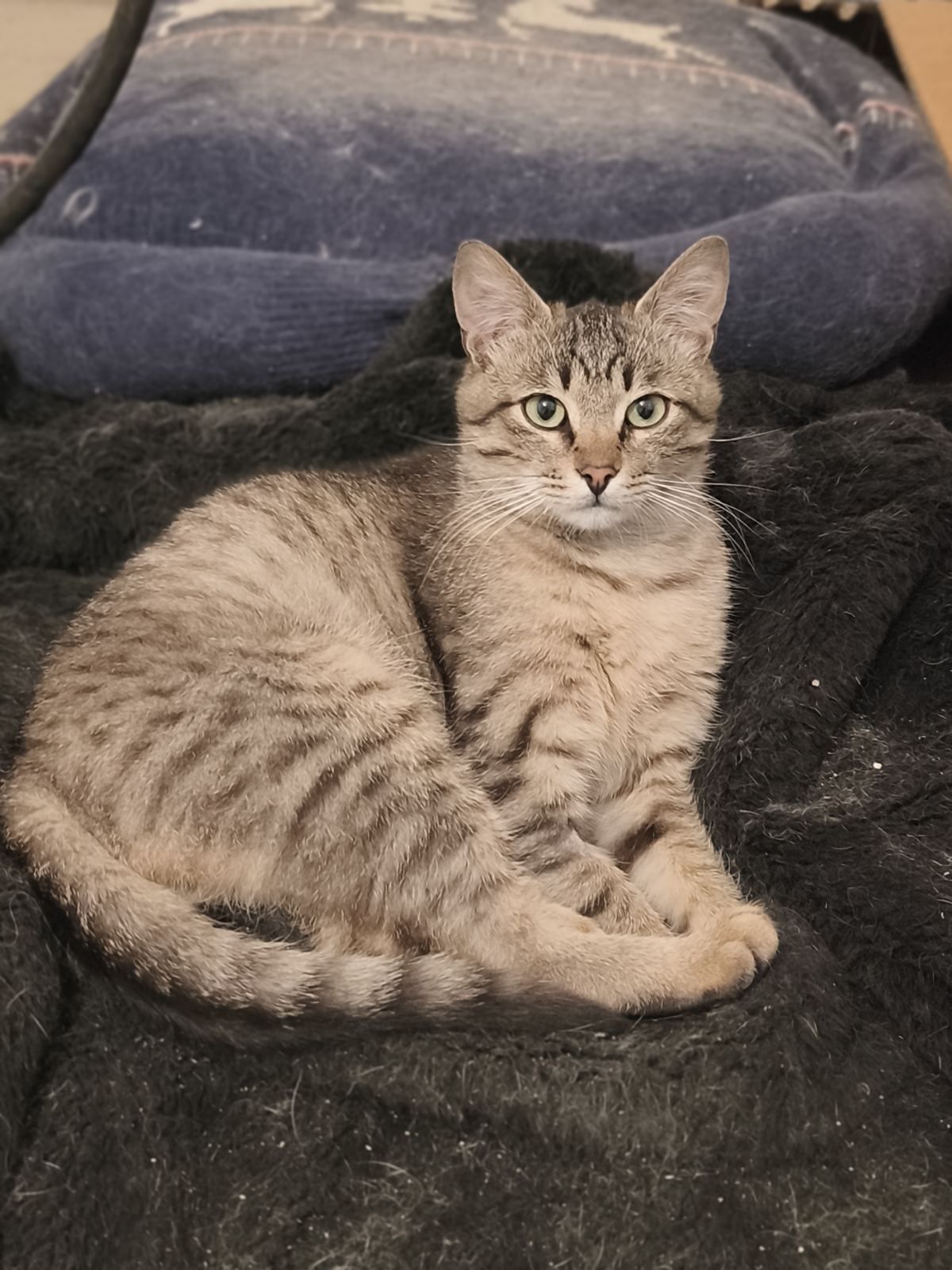 Шелдон, котенок в хорошие руки