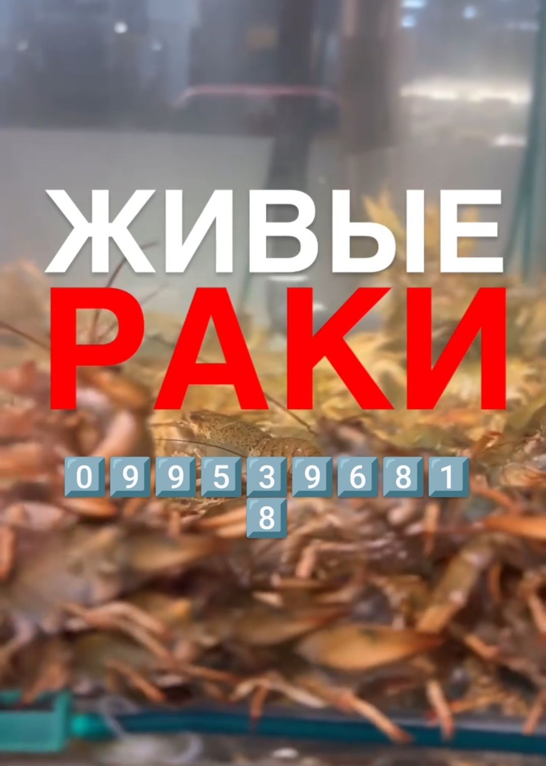 Раки,рыба,икра,креветка опт и розница