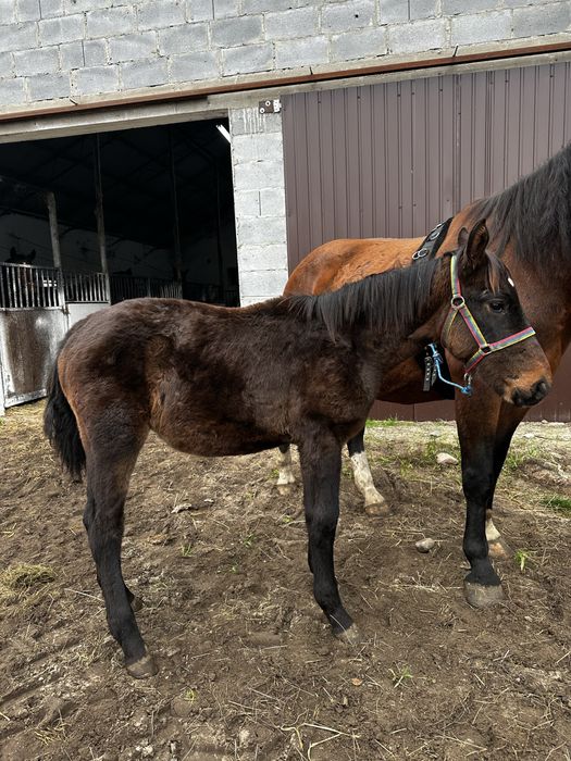 Klaczka śląska 7 miesiecy