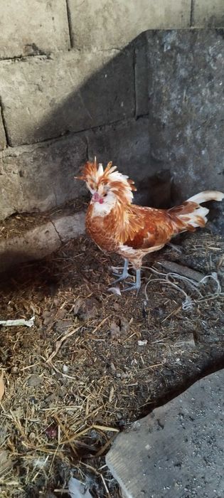 Koguty silka leghorn zielononóżka czubatka