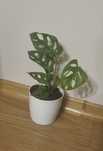Monstera monkey face