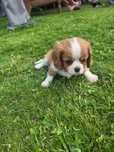Sprzedam male cavaliery