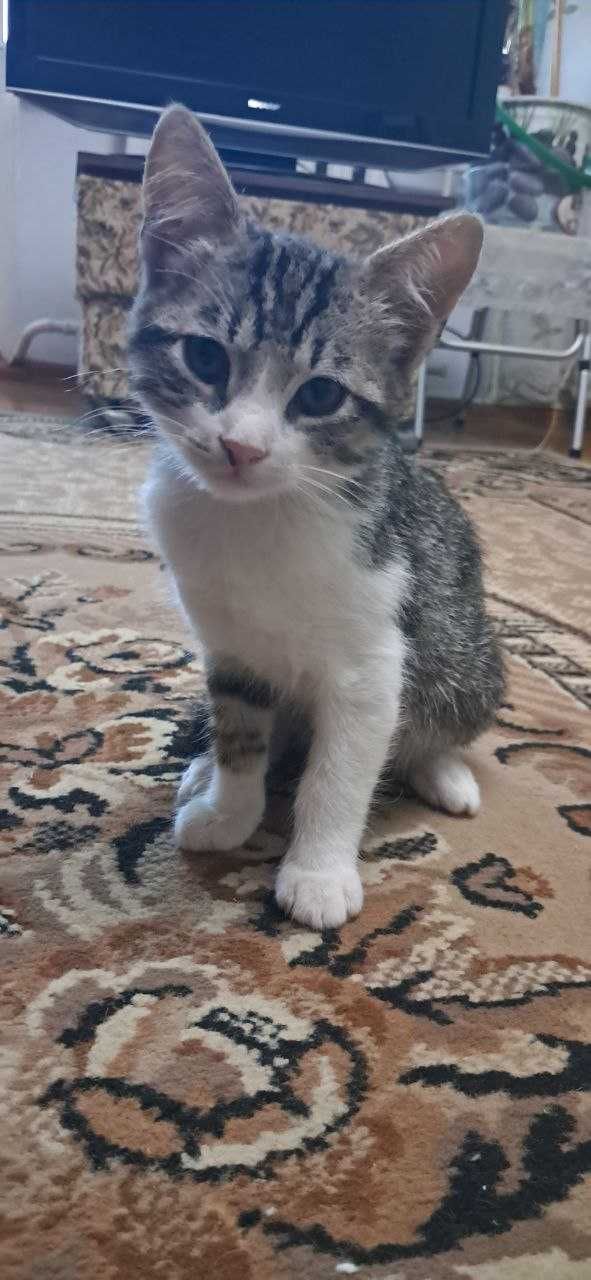 Котята ищут самый любящий дом