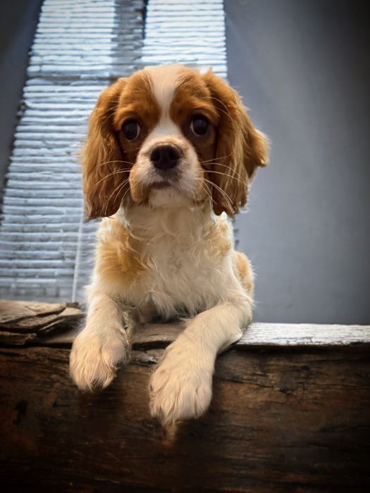 Piesek rasy Cavalier King Charles Spaniel-BLENHEIM
