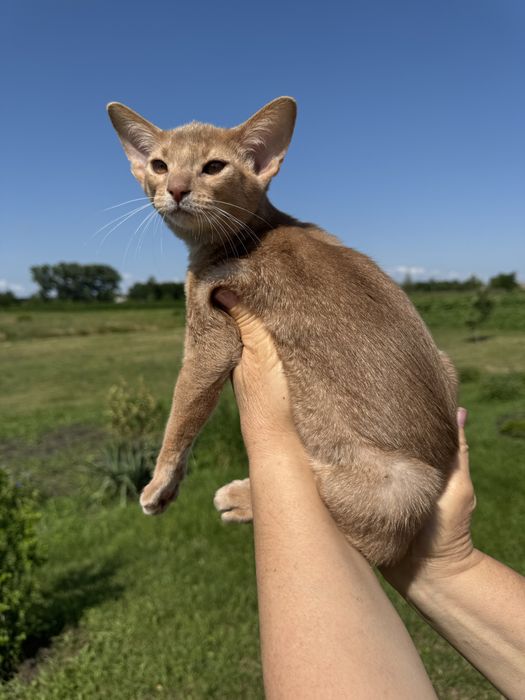 Абіссинський котик, окрасу фавн