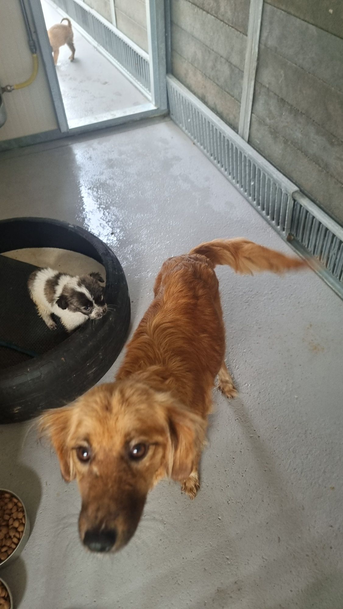 Cães para adoção