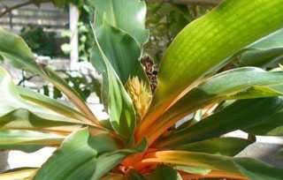 Хлорофитум ГринОранж (орхидозвездный)  сеянцы