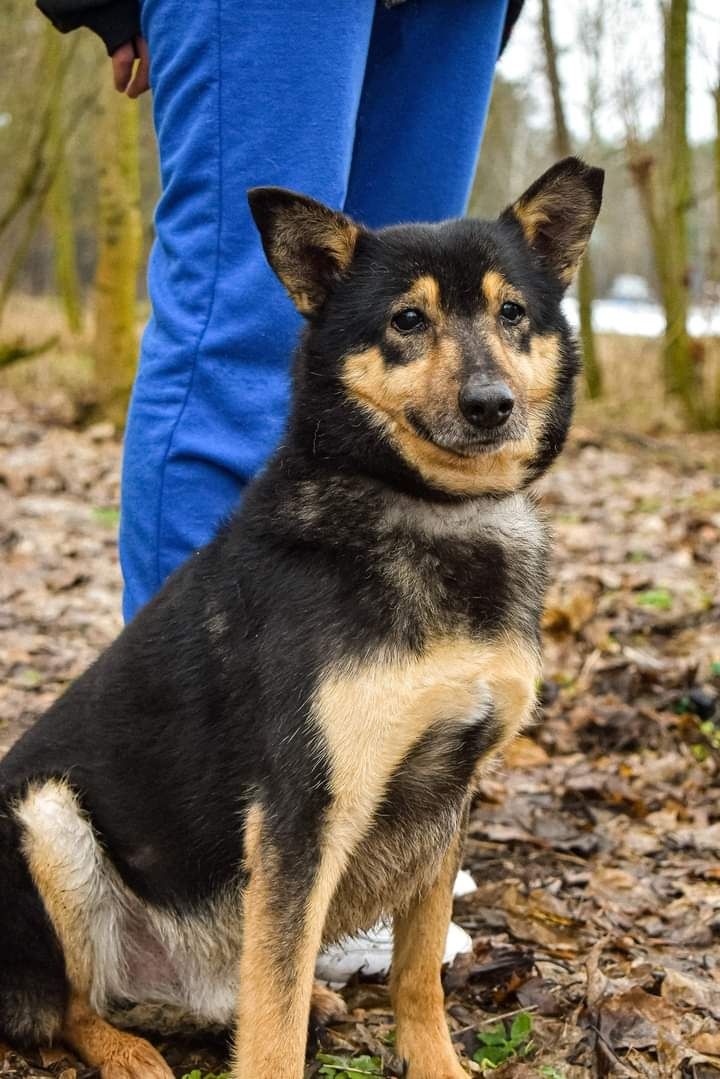 Poznajcie Śliwka, który na nowo zaufał człowiekowi...