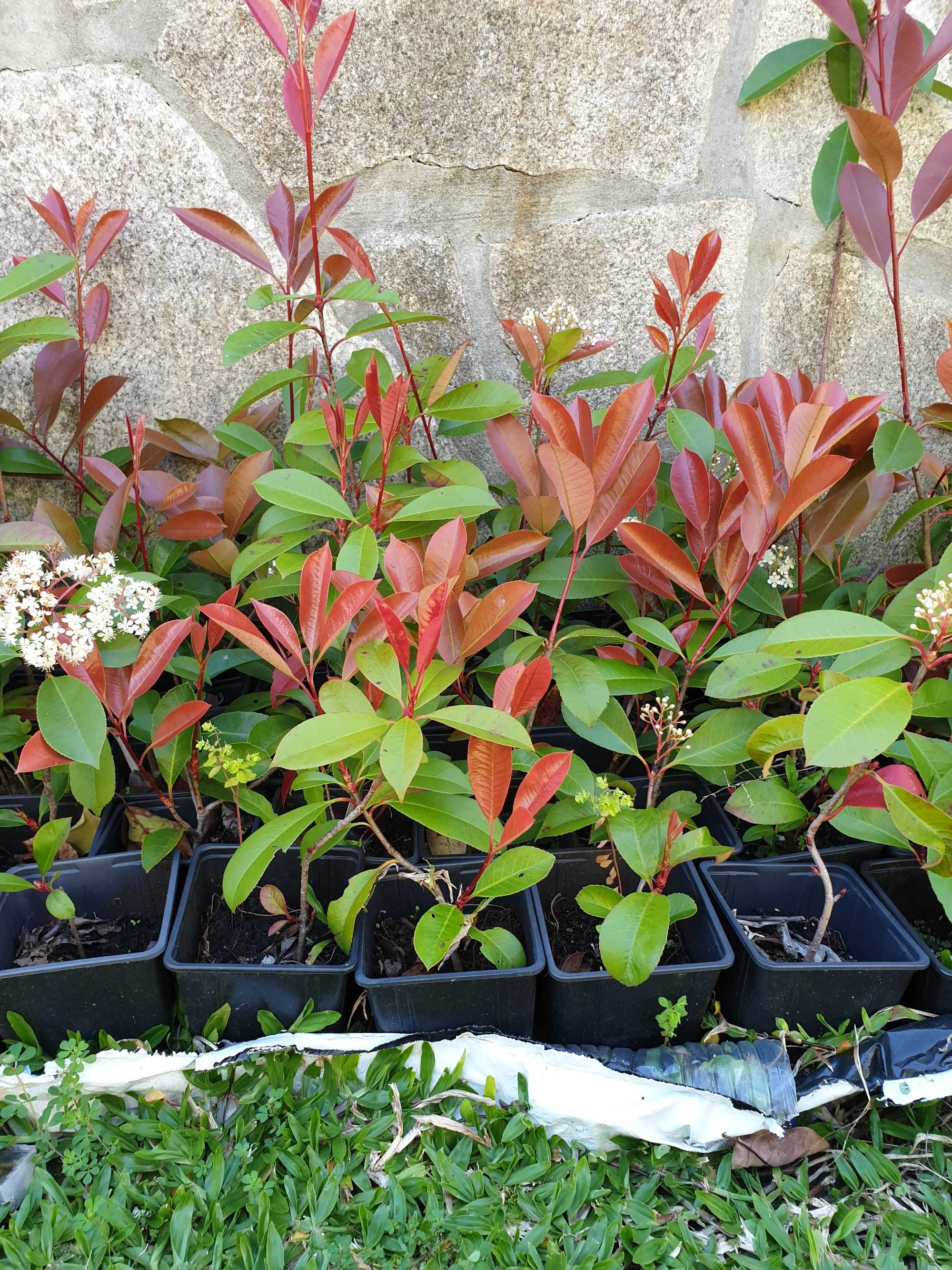 Fotinias sebes vermelhas fhotinia