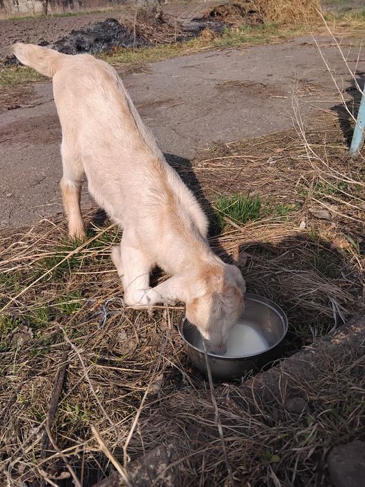 Нубійські козенята