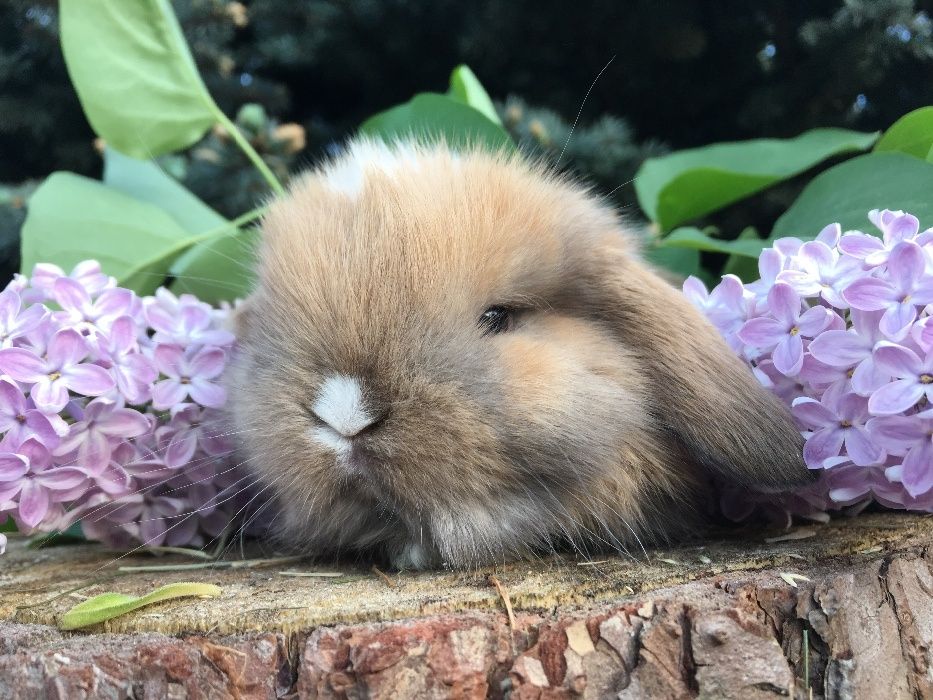 Króliczek miniaturka mały mini lop zarejestrowana hodowla mini lop