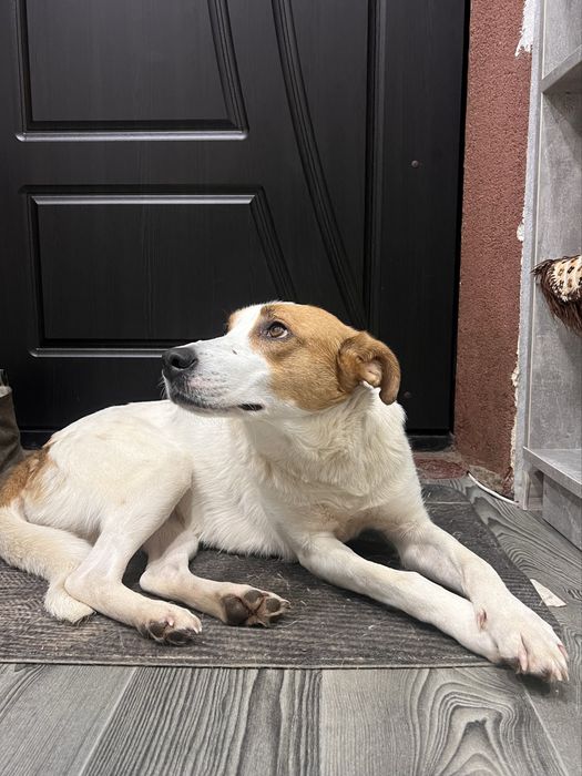 Шукаємо дім для красуні Найди