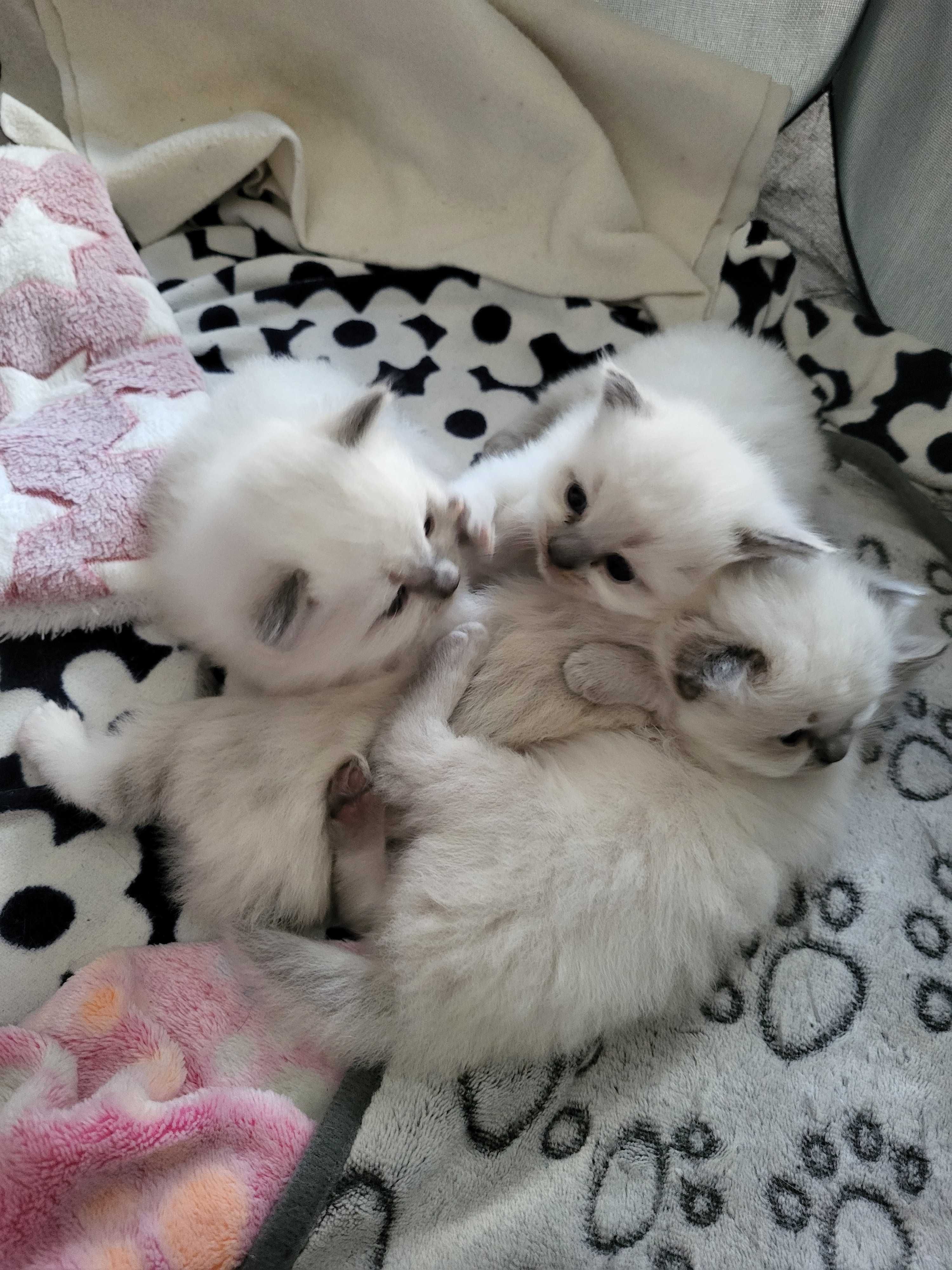 Kocięta rasy Ragdoll
