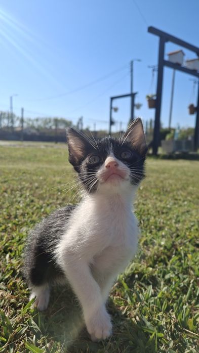 Gatos para adoção