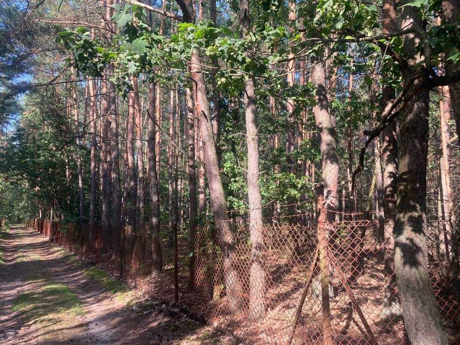 Działka Leśno budowlana