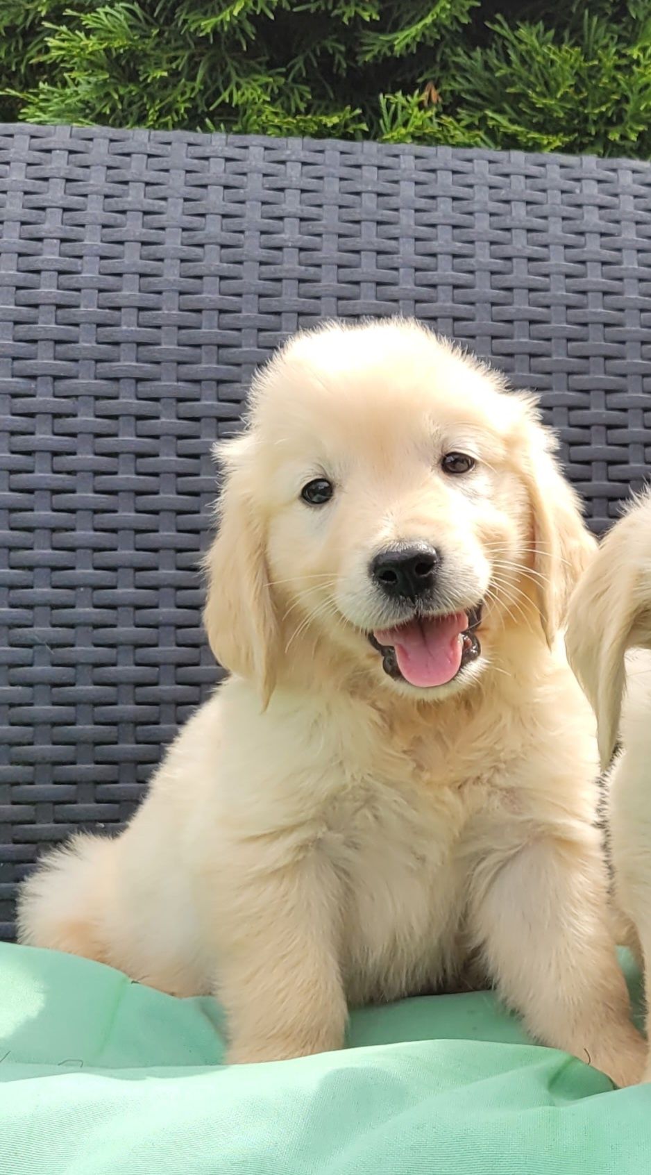 Golden Retriever Kremowo Złoty