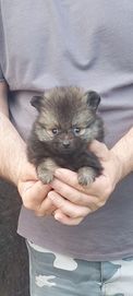 Szpic miniaturowy Pomeranian-piesek