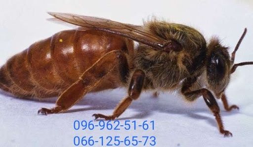 Плідні бджоло матки Бакфаст, Карніка Ф1