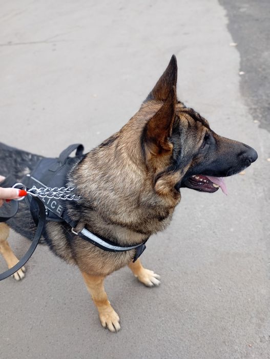 Німецька вівчарка  шукає дівчинку для спарювання