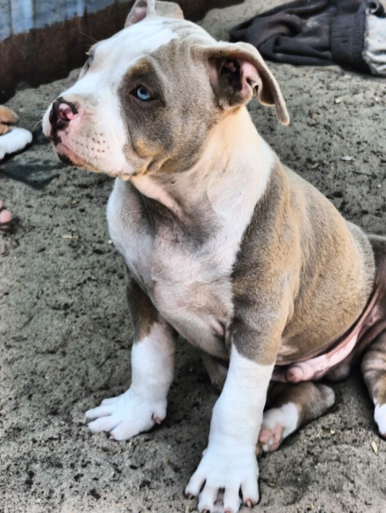American bully ABKC pies tricolor