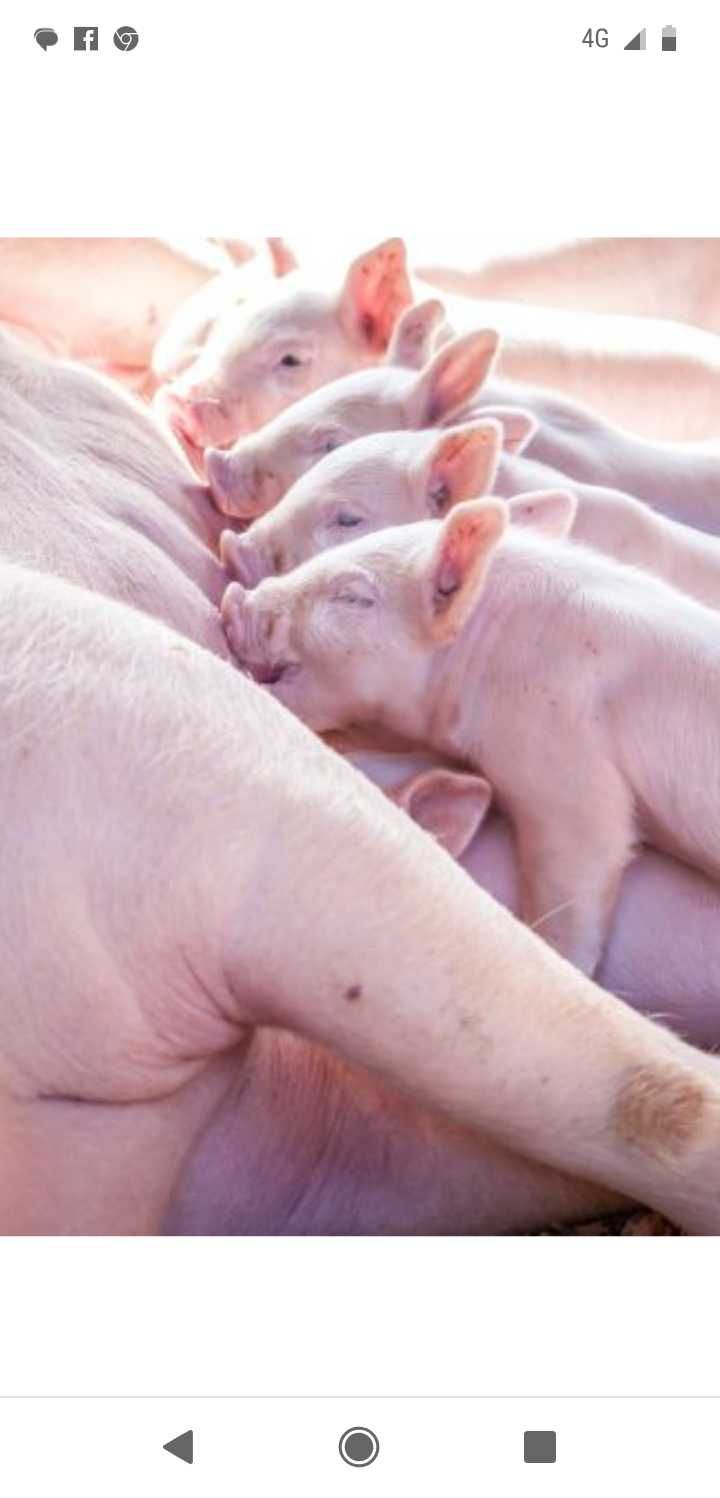 Porcos leitoes para criar