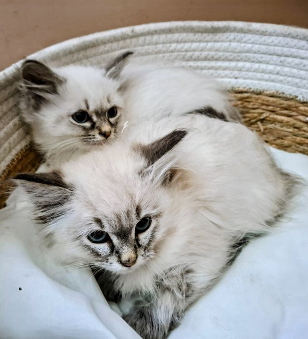 Chłopcy Neva Maesqerade FPL